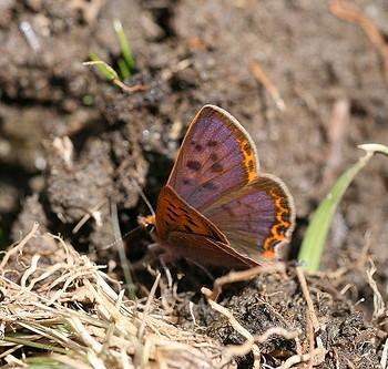 lycaena pang
