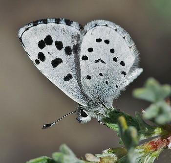 Philotiella leona