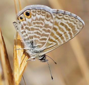Leptotes marina