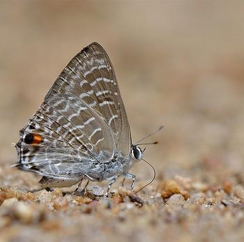 Anthene licates