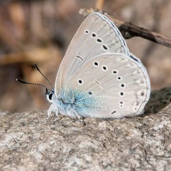 Iolana iolas