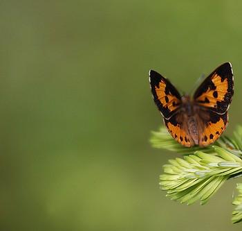 Feniseca tarquinius