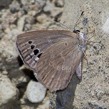 Caerulea coeligena