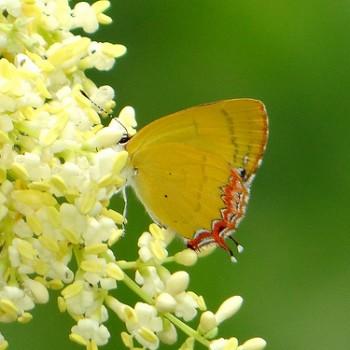 Heliophorus eventa