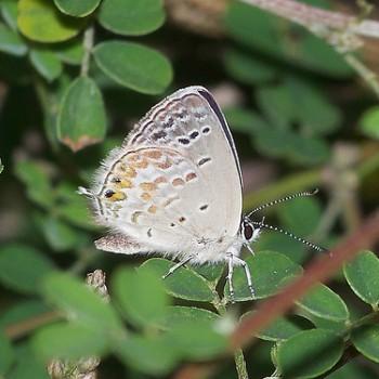 Tongeia zuthus