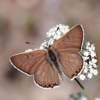 Lycaena editha