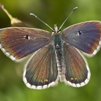 Aricia morronensis