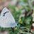 glaucopsyche astraea