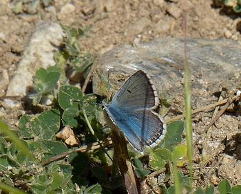 Aricia crassipuncta