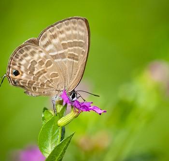 nacaduba pactolus