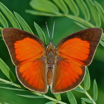 Curetis santana