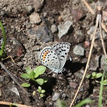 Euphilotes ellisi