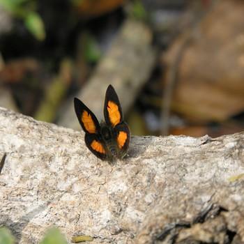 Anthene locuples