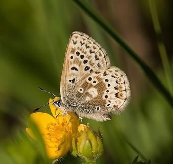 Plebejus glandon