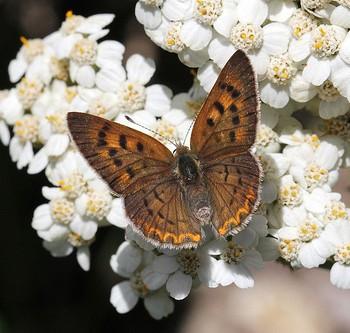 Lycaena nivalis
