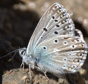 Polyommatus dezinus