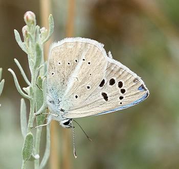 Polyommatus damocles