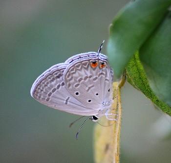 Lepidochrysops patricia