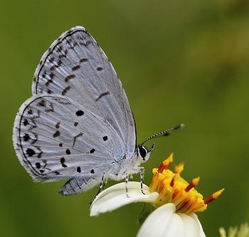 Celastrina lavendularis