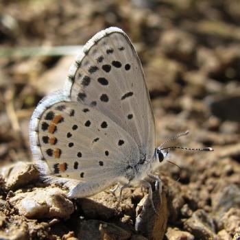 Pseudophilotes vicrama