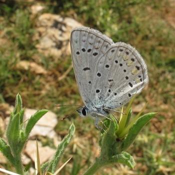 Polyommatus buzulmavi