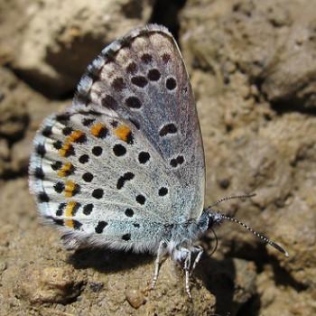 Pseudophilotes bavius