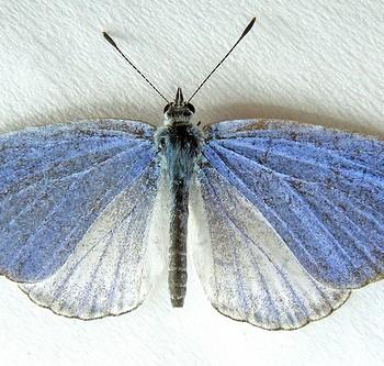 Celastrina neglecta