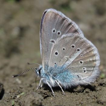 Polyommatus turcicus