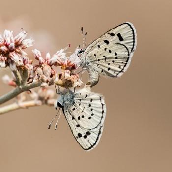 Euphilotes pallescens