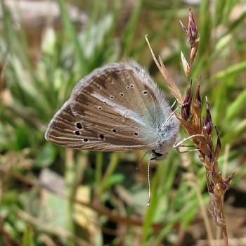 Polyommatus ninae