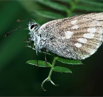 Plebejus orbitulus
