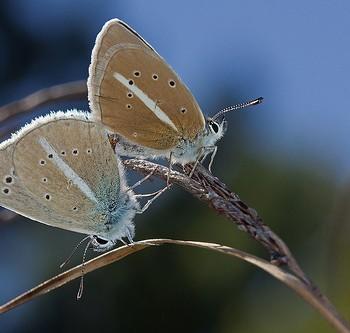 Polyommatus damon (Голубянка зеленоватая)