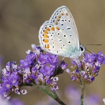 Polyommatus eros