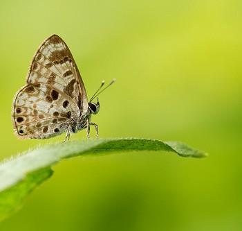 Niphanda cymbia