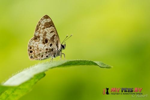 Niphanda cymbia