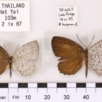 Allotinus leogoron