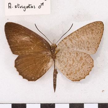allotinus strigatus