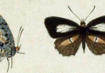 Allotinus fallax