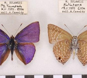Anthene villosa