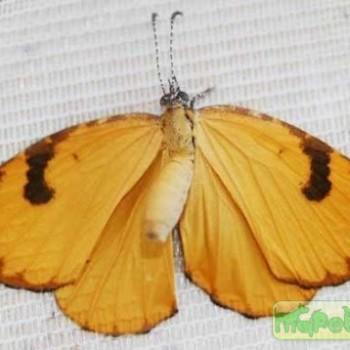 Cnodontes penningtoni