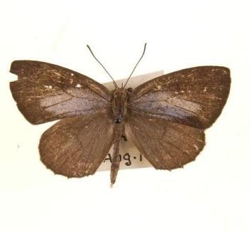 Allotinus subviolaceus