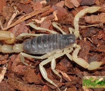 Hardrurus arizonensis