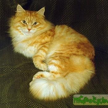 Сибирская кошка