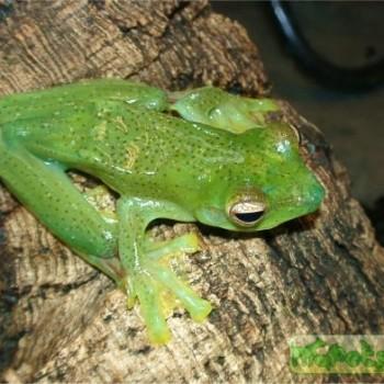 Rhacophorus prominanus
