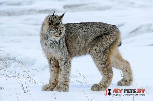 Lynx canadensis, Канадский рысь