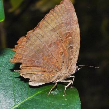 Ogyris iphis
