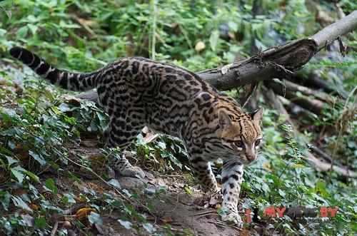 Leopardus pardalis