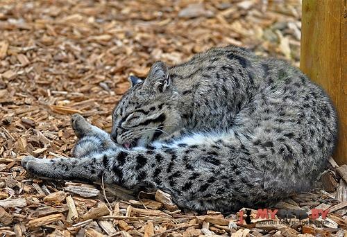 Leopardus geoffroyi, Кошка Жоффруа