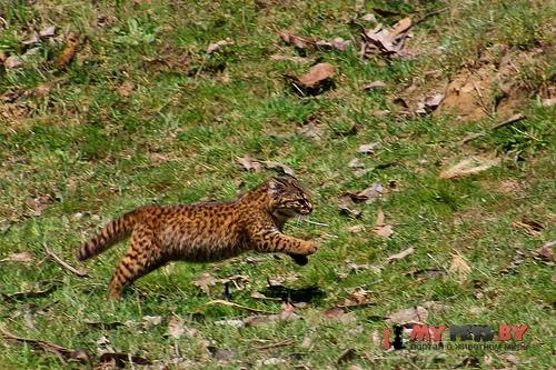 Leopardus guigna