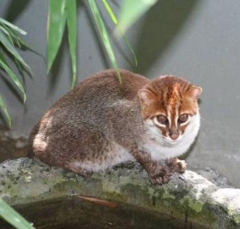суматранская кошка